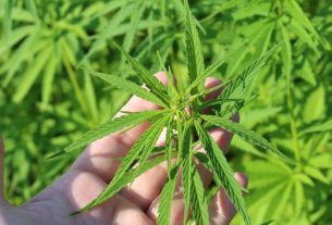 Alemania legaliza el consumo de cannabis