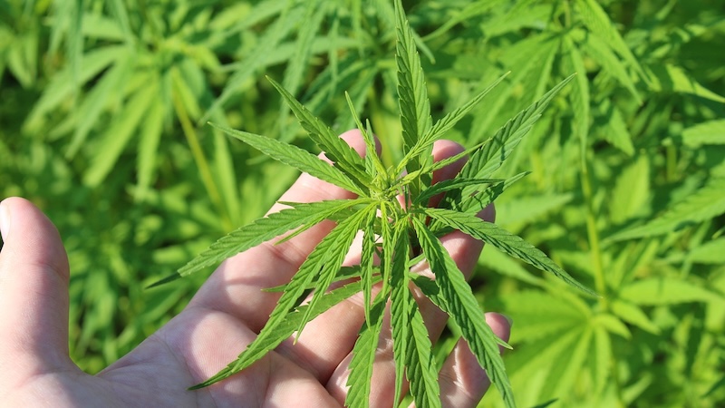 Alemania legaliza el consumo de cannabis