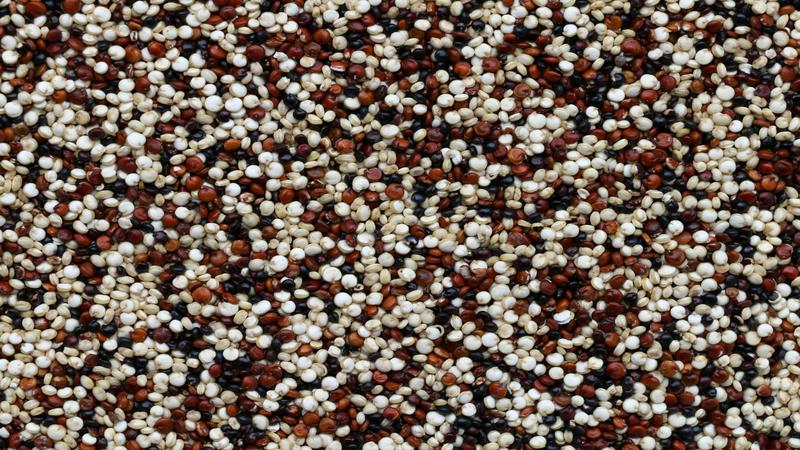 la quinoa engorda