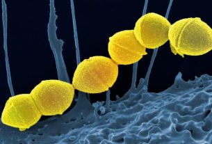 helicobacter pylori engorda o adelgaza