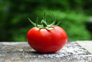 el tomate engorda