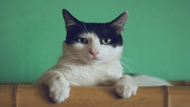 soñar con gatos