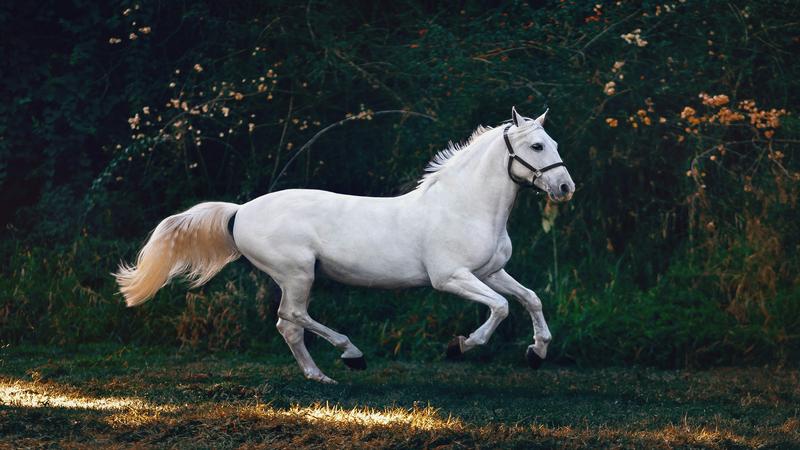 soñar con caballos