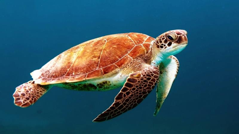 soñar con tortugas
