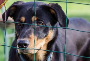 cómo están construidos los refugios de los animales