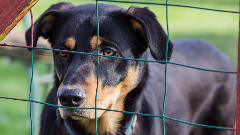 cómo están construidos los refugios de los animales